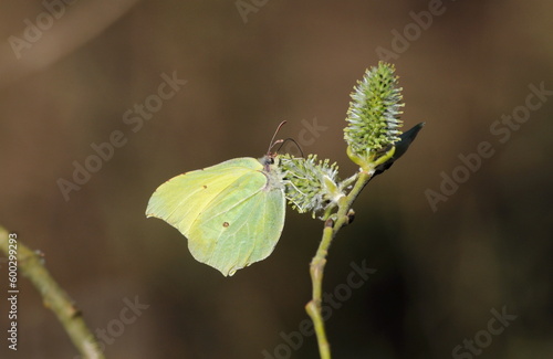 Brimstone butterfly (Gonepteryx rhamni) perched on a fluffy bud on an April morning.