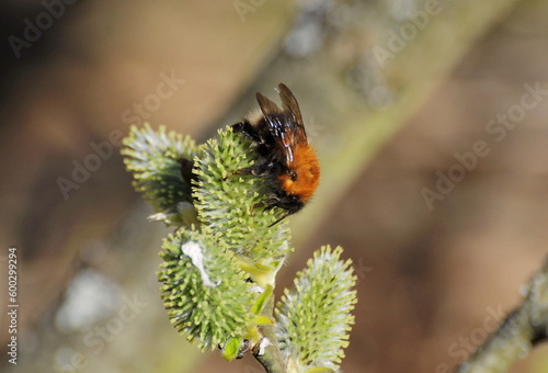 A bumblebee collects nectar on fluffy buds on an April morning. Moscow region Russia