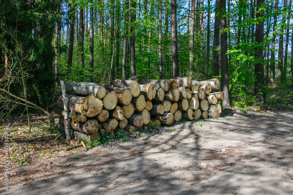 Wycięte drzewo leżące na stosie przy leśnej drodze oczekujące na transport do tartaku, drewno na opał chrust plus