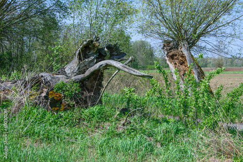 Stare przewrócone drzewa wierzby z popękanymi pniami 