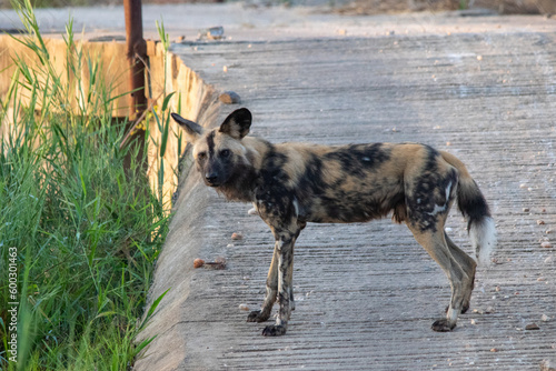 African wild dog show caution when crossing a man-made structure in the wilderness