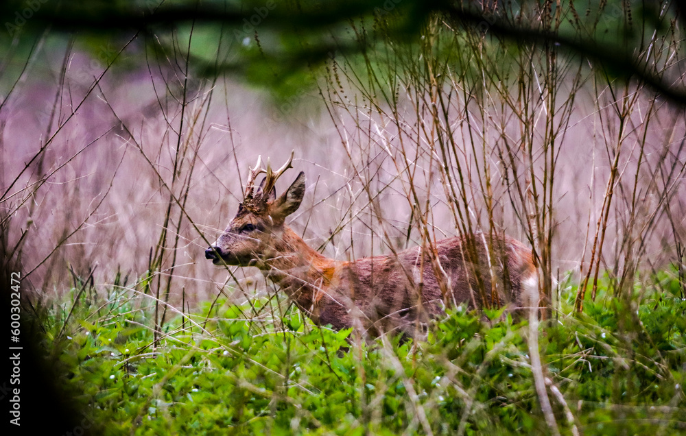 Obraz premium roebuck deer hiding in the woods