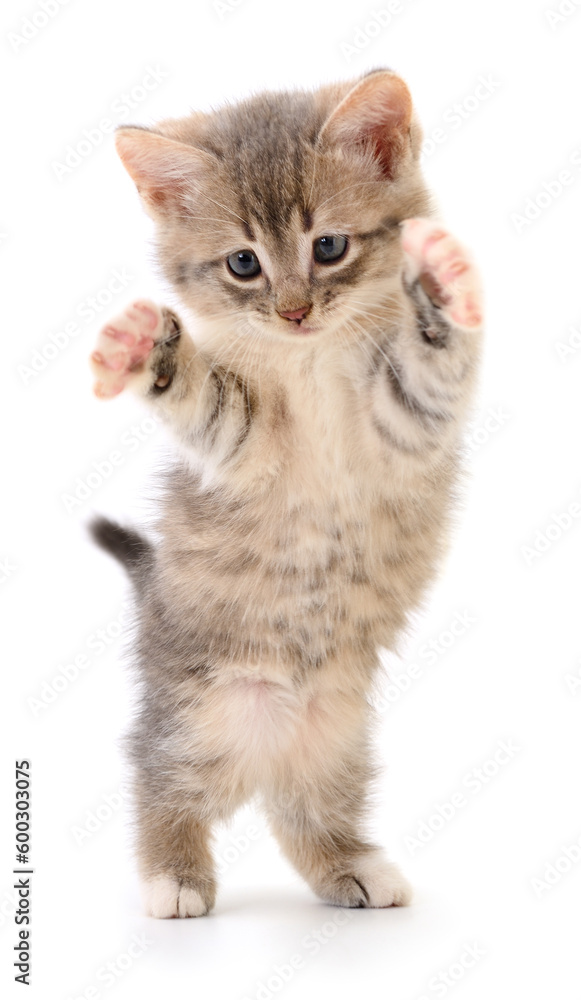 Kitten on white background. Kitten on white background.