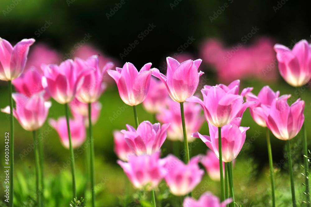 pink and white flowers