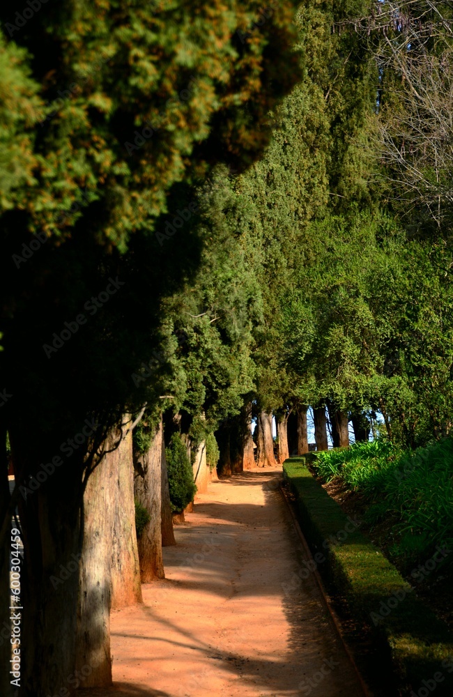 Obraz premium Allée de parc verdoyante et ombragée en été, Grenade, Espagne, Europe