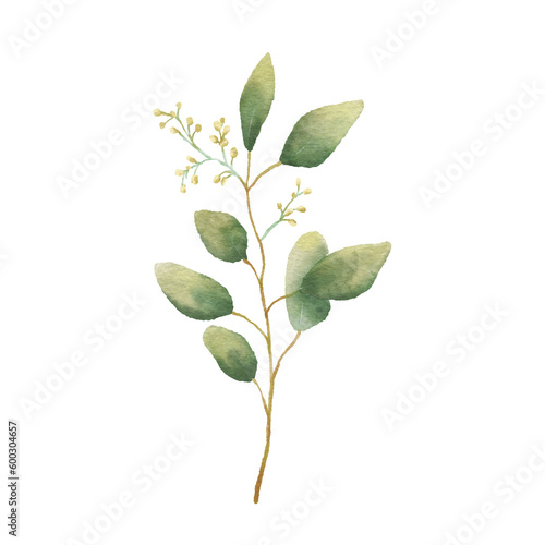 Watercolor Eucaliptus branch drawing. Hand drawn illustration with eucalyptus leaves isolated on white background. Floral herbal image of green plant. © Elena