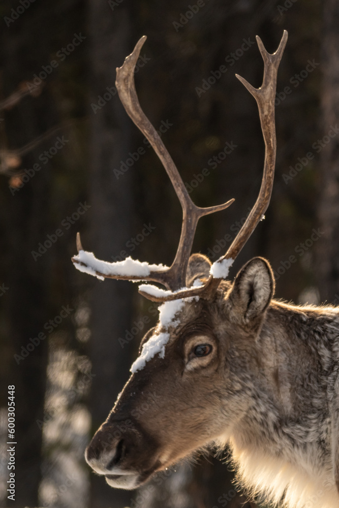 Fototapeta premium Wild Caribou seen along the Alaska Highway in Spring time with blurred background. Reindeer seen in wild, nature, wilderness environment in arctic, northern Canada. 