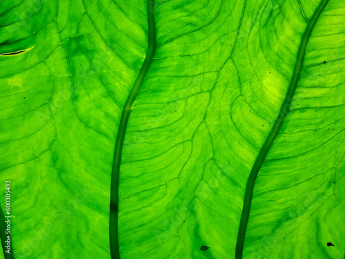 Taro leaf texture, leaf epidermis pattern, sunlight on the fresh green leaf, nature theme background