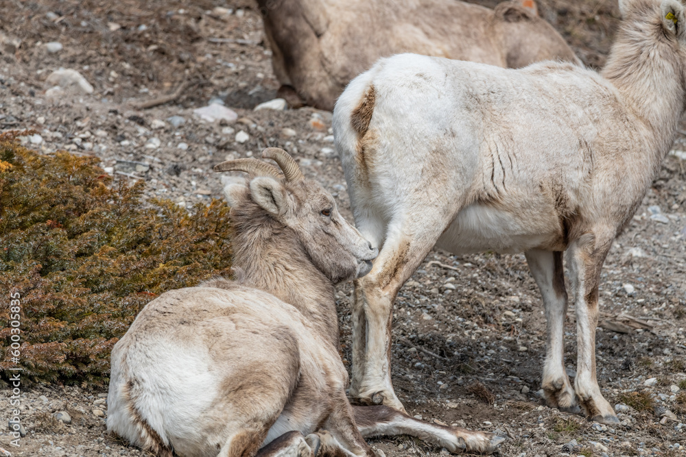 Herd of female bighorn sheep seen in the wild, wilderness area of Banff National Park during spring time. Herd of female bighorn sheep seen in the wild, wilderness area of Banff National Park during spring time.