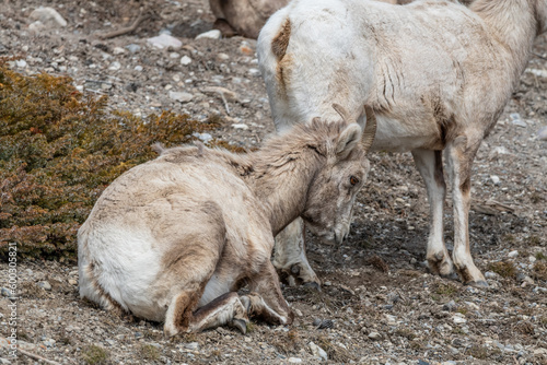 Herd of female bighorn sheep seen in the wild  wilderness area of Banff National Park during spring time.