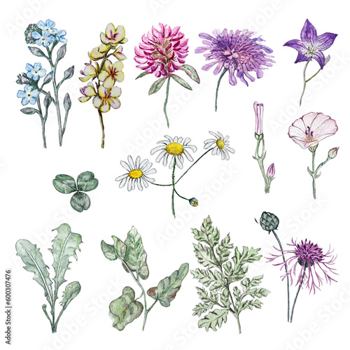Set of wildflowers. Isolated flowers. Watercolor illustration © BudovskayaArt