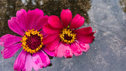 Zinnia peruviana  is a subtropical and tropica