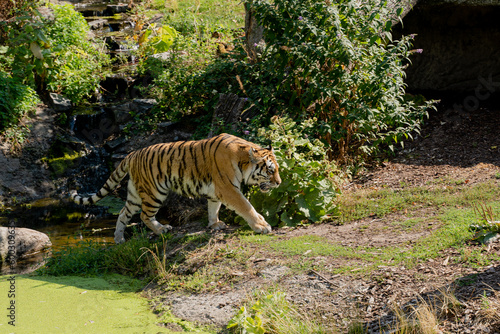 Tiger. The tiger crosses the river.