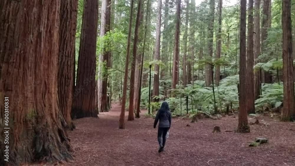 Horizontal video of woman walking through the Redwood forest admiring the beauty in New Zealand Horizontal video of woman walking through the Redwood forest admiring the beauty in New Zealand