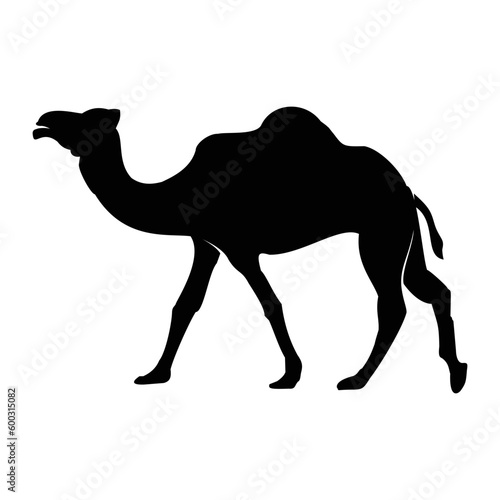 camel in desert