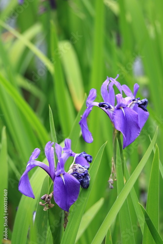                                           Iris blooming in Kamigamo  Kyoto   