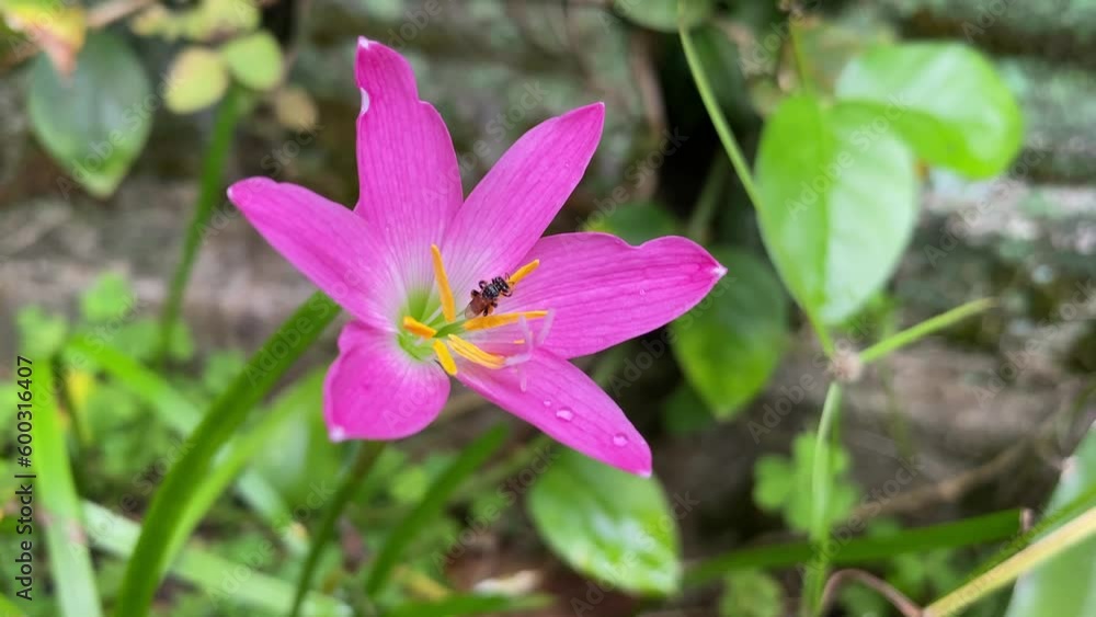 Beautiful Sting less bee on Purple red Lilly flower, Rare Pure nature honey quality Beautiful Sting less bee on Purple red Lilly flower, Rare Pure nature honey quality