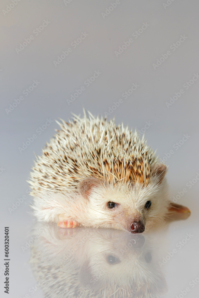 Obraz premium Hedgehog isolate on white background