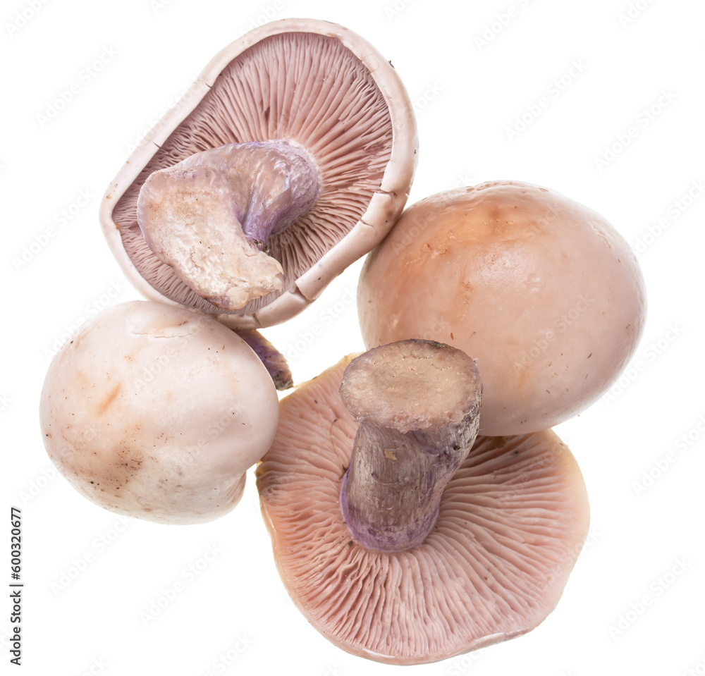 fresh mushrooms with blue leg isolated on white background. fresh mushrooms with blue leg isolated on white background.