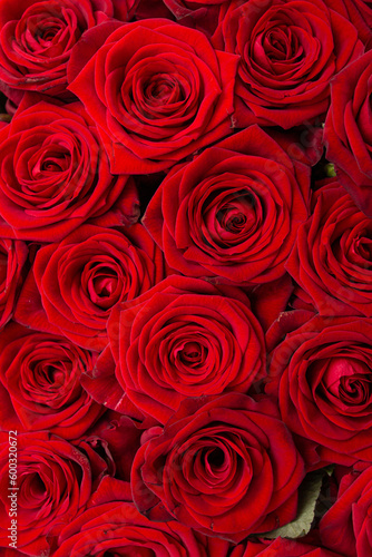 Fototapeta Naklejka Na Ścianę i Meble -  red rose flowers as background.