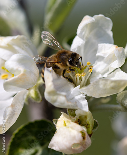 apple tree flowers with bee in spring.