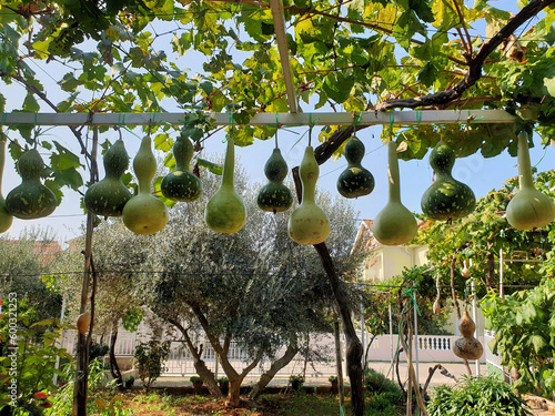 Canvastavla gourds hanging in a row drying outdoors in garden