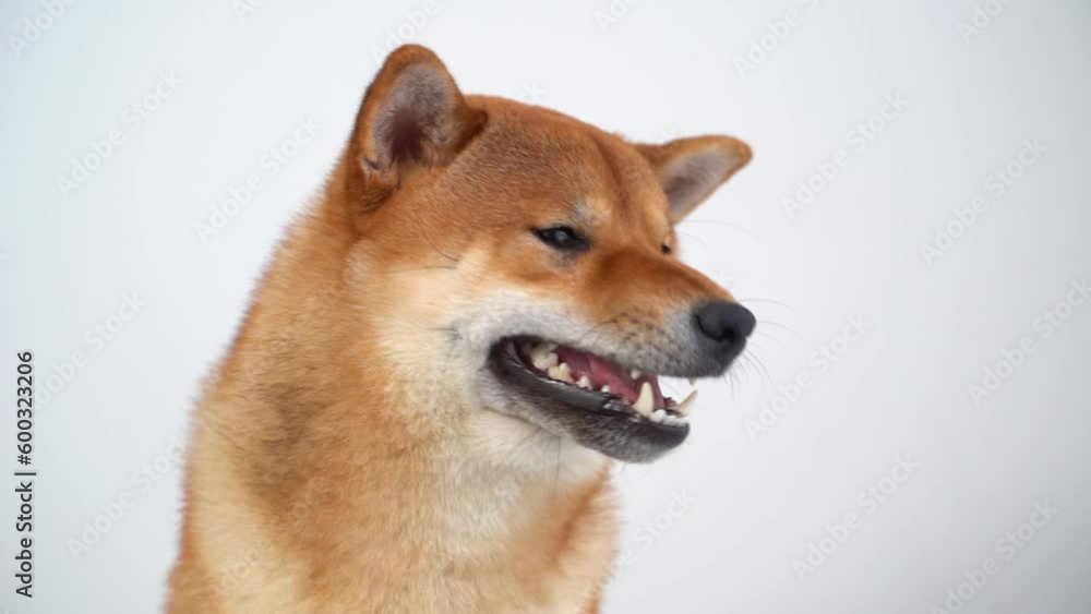 Portrait of a japanese dog. A cute shiba inu dog is looking at the camera. Portrait of a japanese dog. A cute shiba inu dog is looking at the camera.