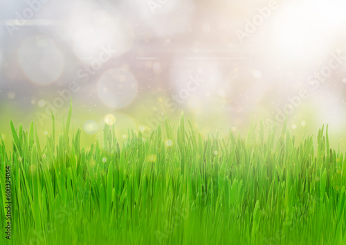 Close up green grass field with blurred background and sunlight. Spring and summer background concept