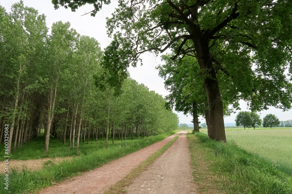 Po Valley landscape field cultivation nature natural agriculture farmhouse tree earth Po Valley landscape field cultivation nature natural agriculture farmhouse tree earth