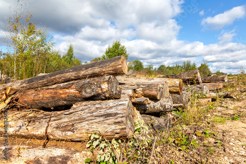 Broken old cut tree logs piled up near a forest road in sunny summer day