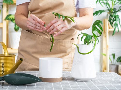Fototapeta Naklejka Na Ścianę i Meble -  Woman in an apron holds a rooted stalk of the house plant philodendron mayo for planting in a white pot, mock up template. Planting and care, green house