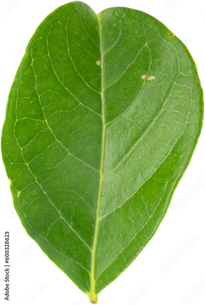 Obraz premium A green leaf