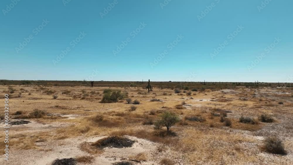 Aerial shot of a drone over the arid desert to pass next to a deformed cactus Aerial shot of a drone over the arid desert to pass next to a deformed cactus
