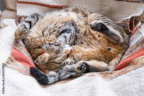 The cat is fast sweet asleep on a chair in a funny pose, Comfortable carefree sleep of an animal close-up