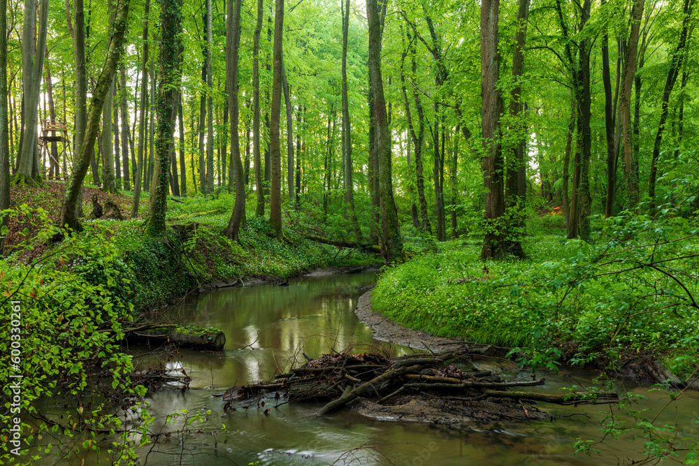 forest in the morning forest in the morning