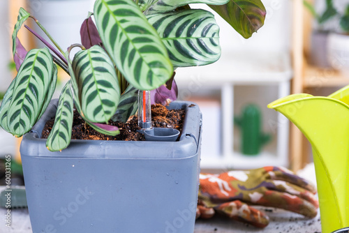 Pot for plants with automatic watering, transplanting Calathea into a double pot, watering from a watering can, assembling a water tank. photo