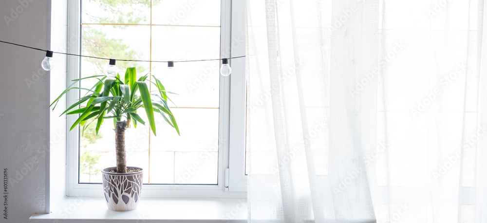Indoor potted plant yucca on the windowsill at the trapezoidal window in the attic of the house. Comfort and home, minimalism Indoor potted plant yucca on the windowsill at the trapezoidal window in the attic of the house. Comfort and home, minimalism