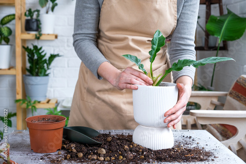 Repotting home plant philodendron with a lump of roots into new bigger pot. Caring for potted plant, hands of woman in apron, mock up