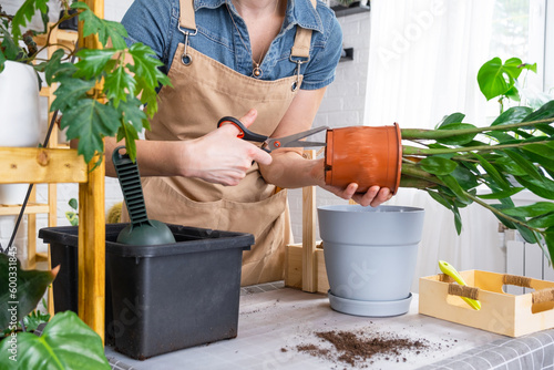 Repotting overgrown home plant succulent Zamioculcas into new bigger pot. Caring for potted plant, hands of woman cuts a small pot with scissors in apron, mock up