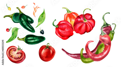 Fototapeta Naklejka Na Ścianę i Meble -  Set of various hot peppers and tomatoes watercolor illustration isolated on white. Red pepper, habanero, chili, jalapeno hand drawn. Design element for wrapping, menu, market, ingredients, tableware