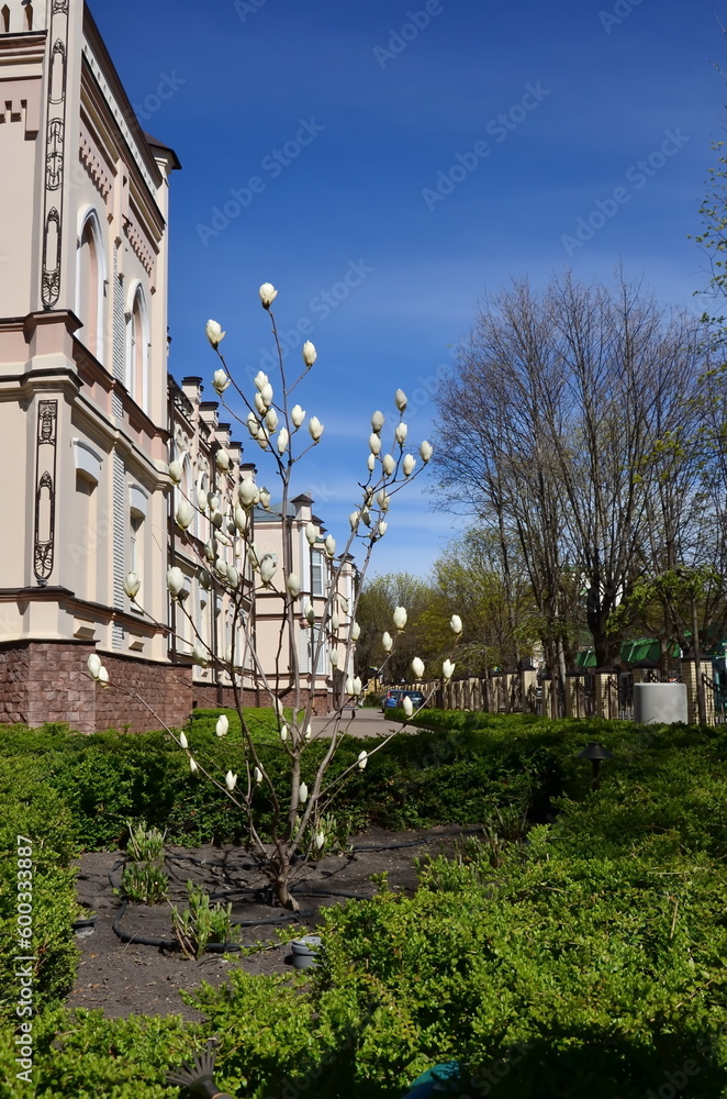 spring landscape with white magnolia near a beautiful building
