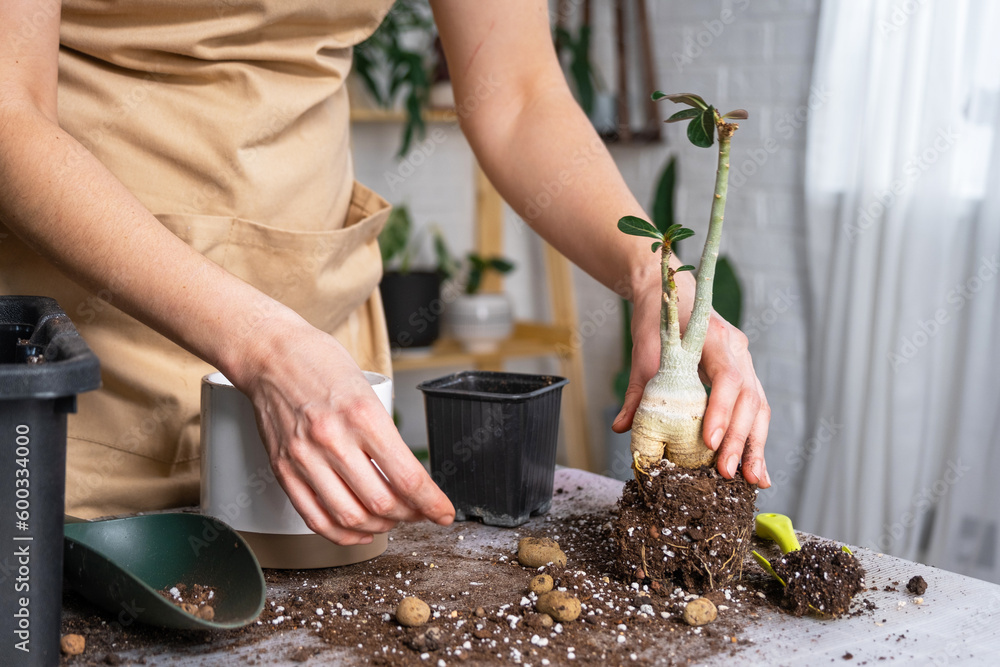 Repotting a home plant succulent adenium into new pot. Caring for a potted plant, layout on the table with soil, shovel, hands of woman in apron Repotting a home plant succulent adenium into new pot. Caring for a potted plant, layout on the table with soil, shovel, hands of woman in apron