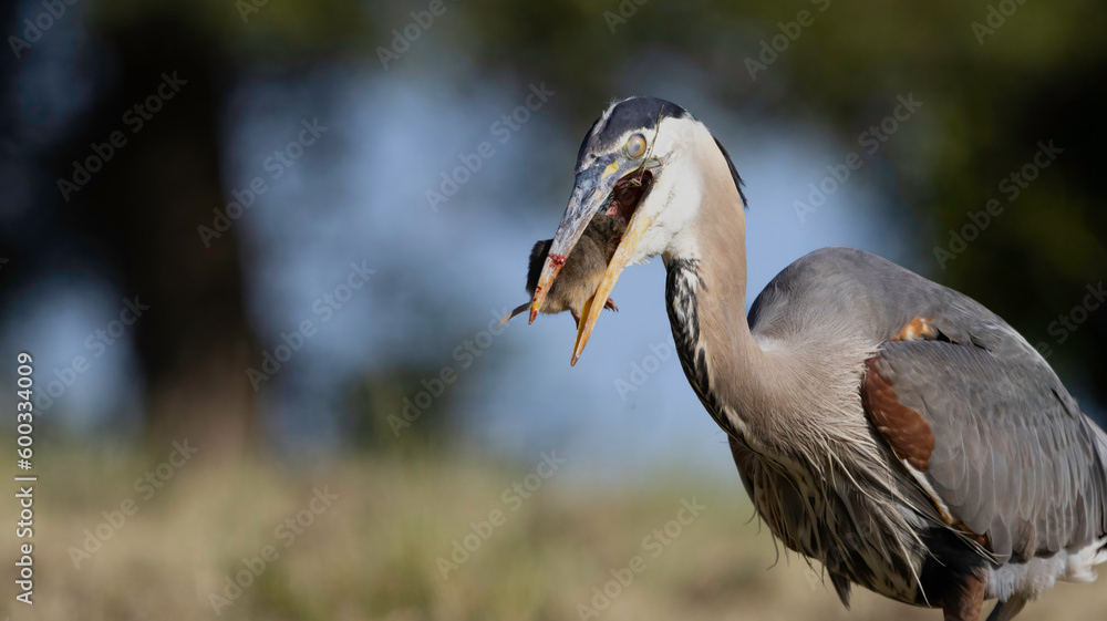 Fototapeta premium A Great Blue Heron hunting golfers on the grass