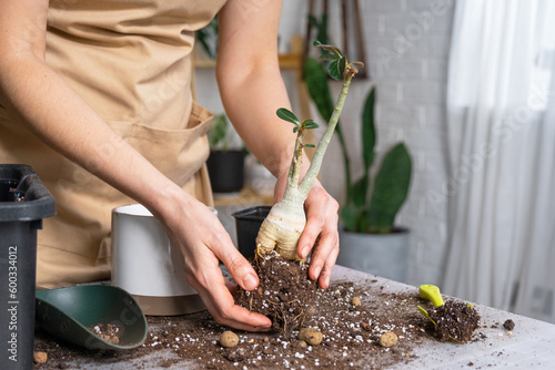 Repotting a home plant succulent adenium into new pot. Caring for a potted plant, layout on the table with soil, shovel, hands of woman in apron photo