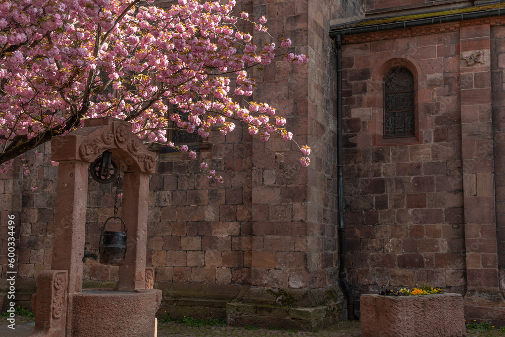 Cherry blossom in an old square with a medieval well in spring.