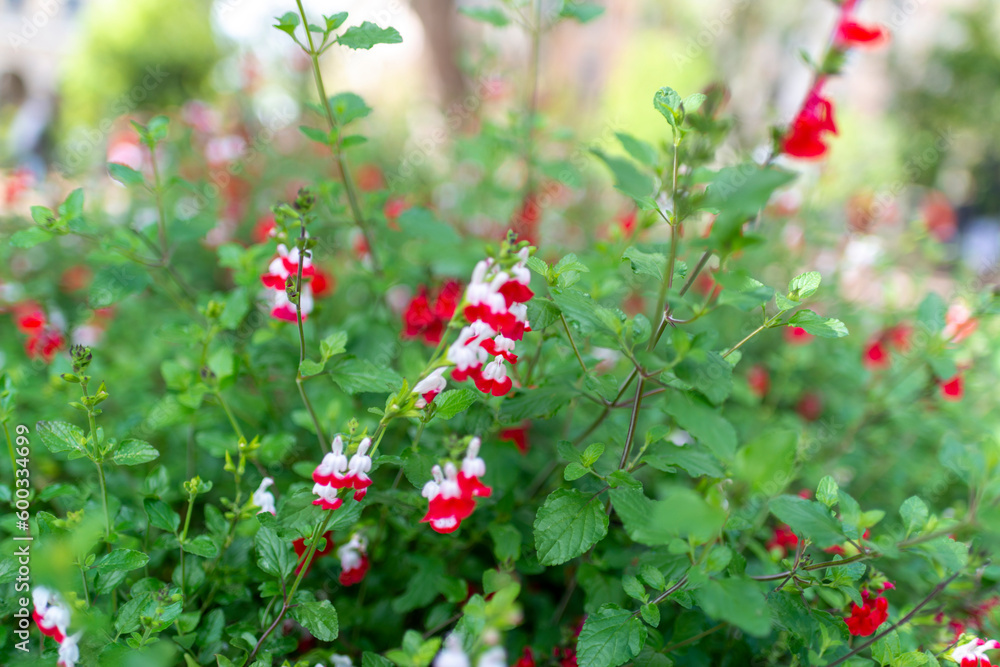 Fleurs dans un parc au printemps Fleurs dans un parc au printemps