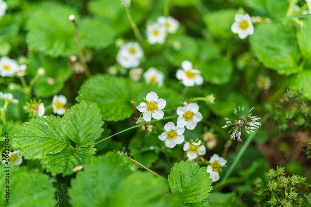 strawberry blossoms strawberry blossoms