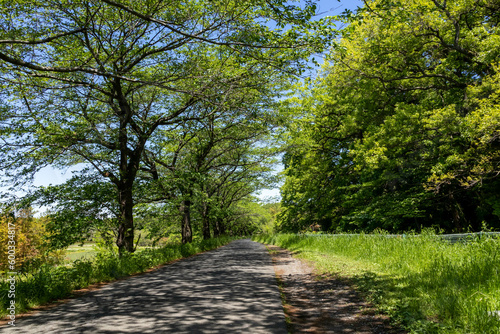 新緑の葉が美しい埼玉県見沼用水路沿いの桜並木