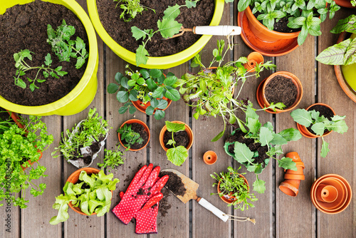 Planting of various herbs and vegetables in balcony garden photo