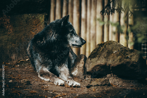 Schwarzer liegender Timberwolf (Canis lupus lycaon) in einem Zoogehege in Münster photo